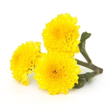 Fresho Chrysanthemum (Shevanti)